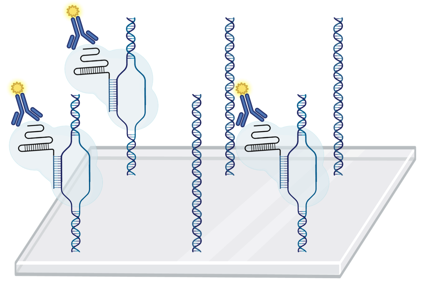 Diagram of the TANGO dCas9-DNA binding assay