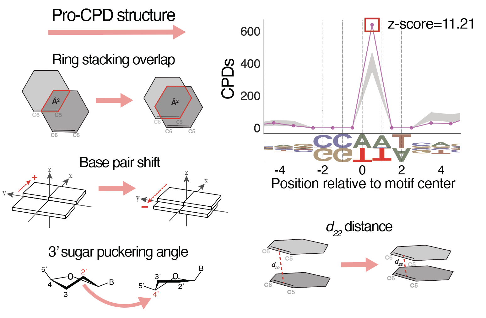 Structural analysis of UV damage formation at transcription factor binding sites