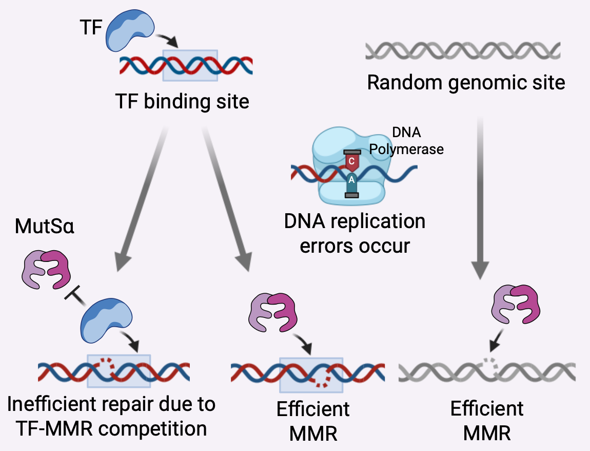 Model of transcription factor competition with mismatch repair