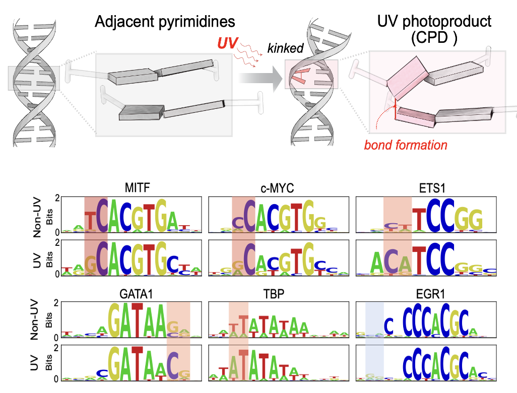 Diagram of UV photoproduct formation and altered transcription factor specificity