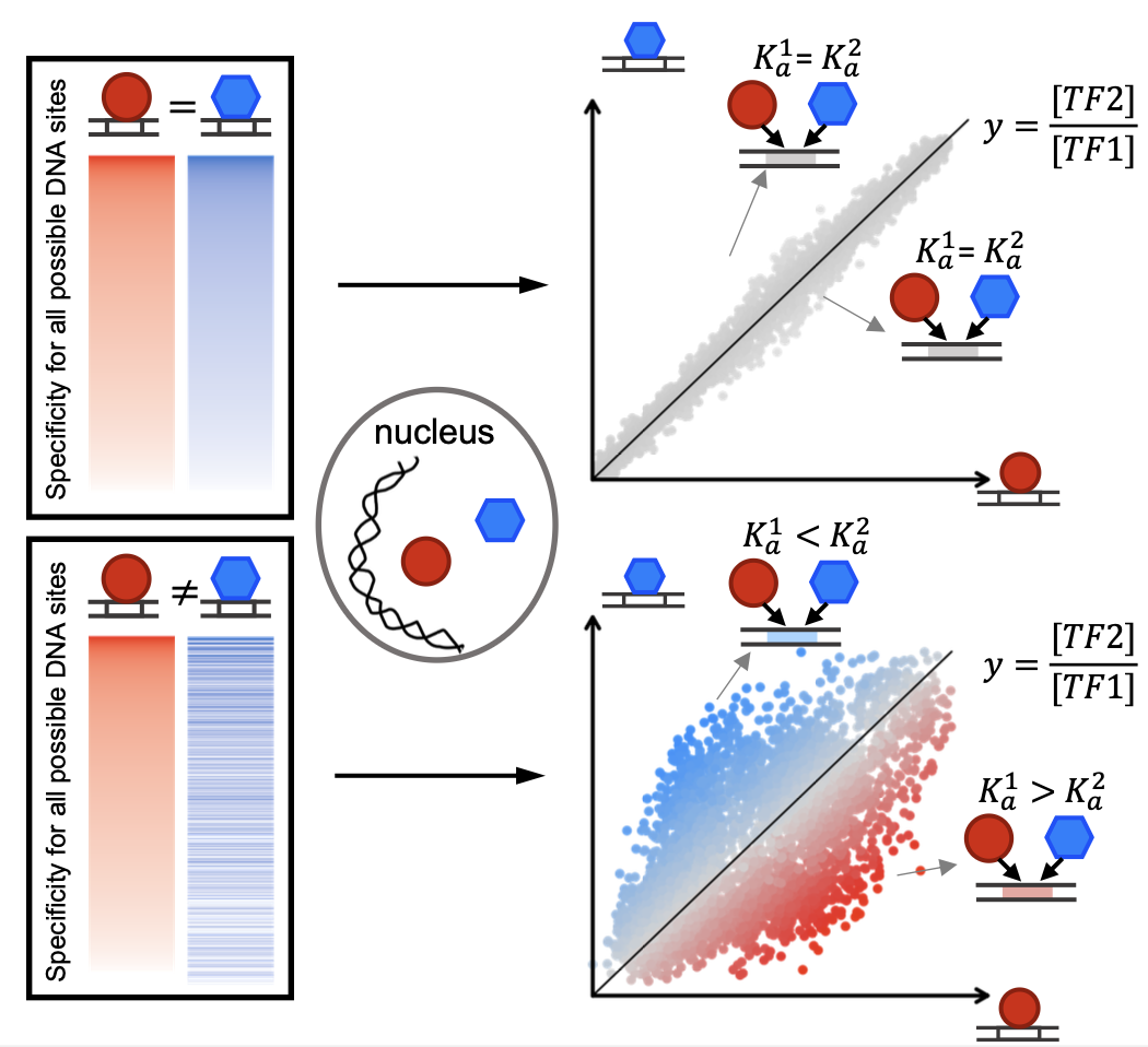 Model of competition between paralogous transcription factors