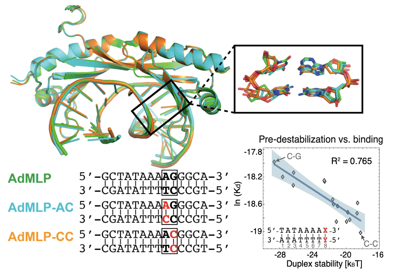 Structural analysis of DNA mismatches in protein-DNA recognition