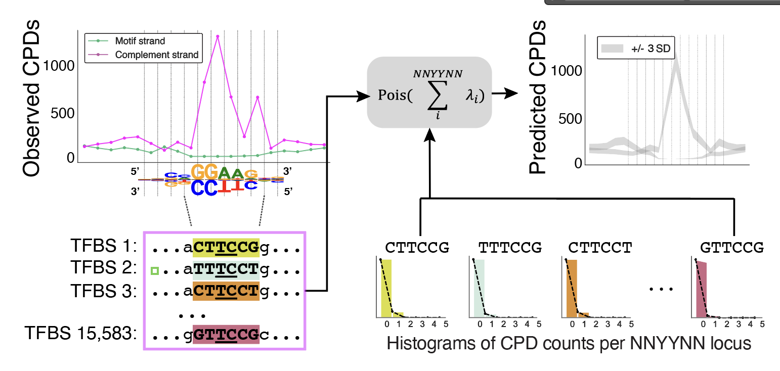 Quantitative model of transcription factor effects on UV-induced DNA damage