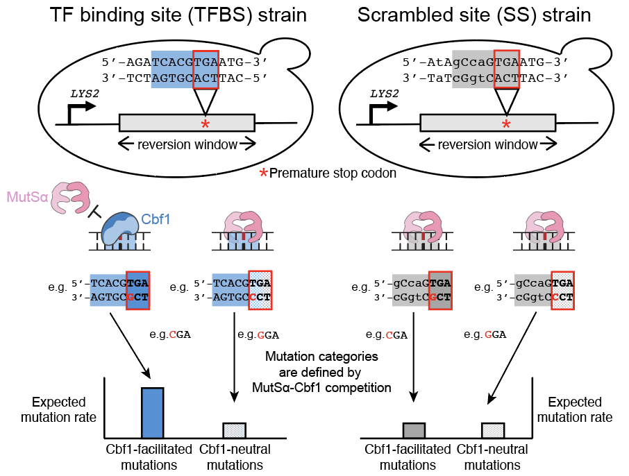 Experimental design for measuring competition between a transcription factor and mismatch repair