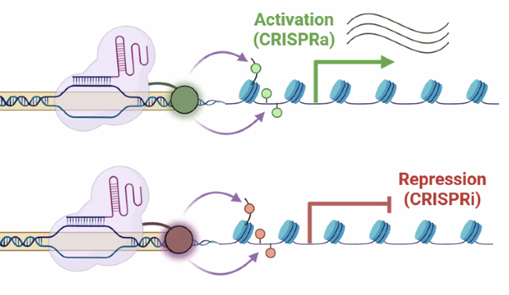 CRISPR activation and repression of gene expression