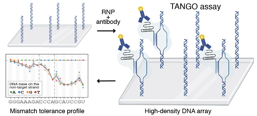 TANGO workflow for measuring dCas binding on a high-density DNA array
