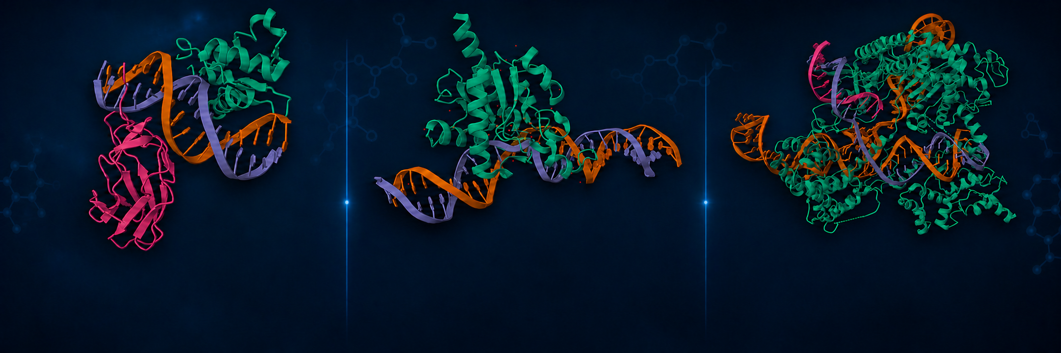 DNA-bound structures of a transcription factor, DNA repair enzyme, and dCas9
