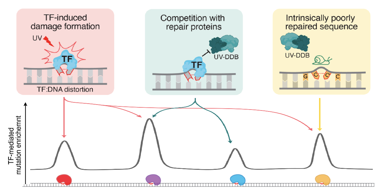 Mechanisms of transcription factor-mediated mutation enrichment across DNA sequences